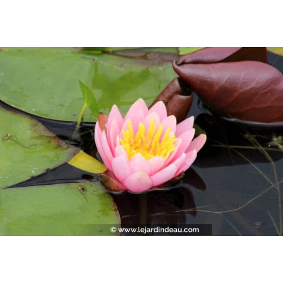 NYMPHAEA 'Rose Arey'