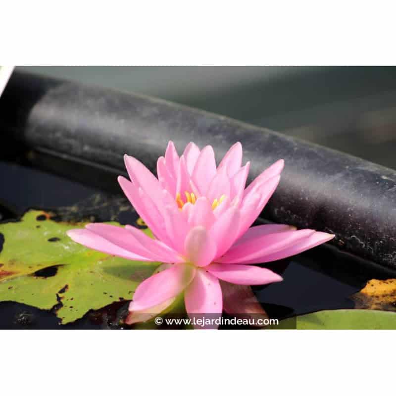 NYMPHAEA 'Rose Arey' NYMPHAEA 'Rose Arey'