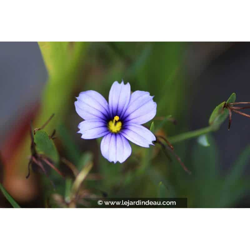 SISYRINCHIUM 'Dragon's Eye' SISYRINCHIUM 'Dragon's Eye'