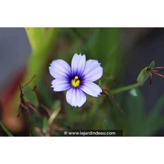 SISYRINCHIUM 'Dragon's Eye'