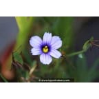 SISYRINCHIUM 'Dragon's Eye' SISYRINCHIUM 'Dragon's Eye'