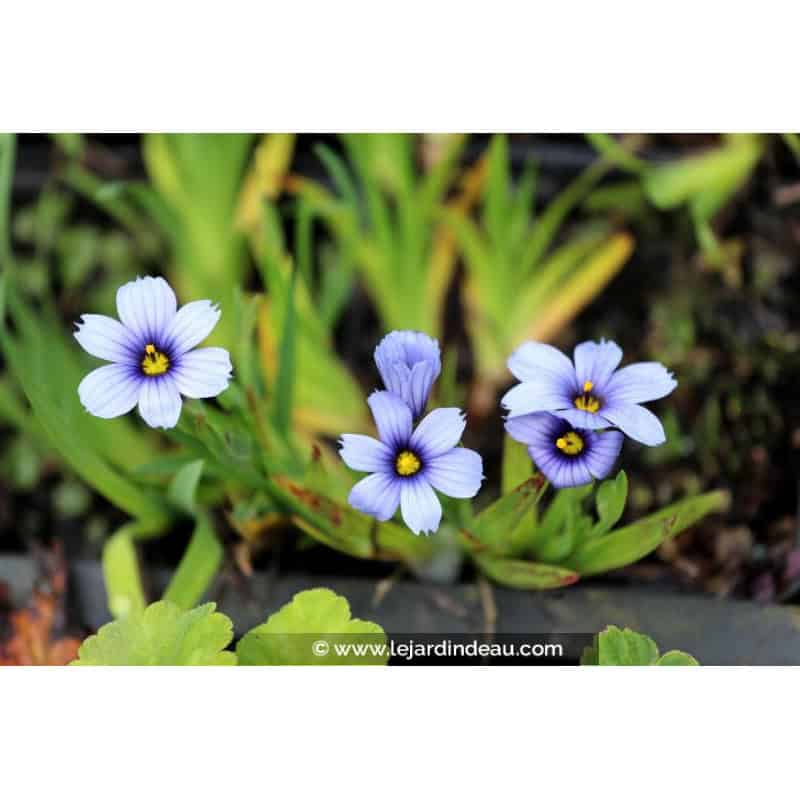 SISYRINCHIUM 'Dragon's Eye' SISYRINCHIUM 'Dragon's Eye'