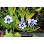 SISYRINCHIUM 'Dragon's Eye' SISYRINCHIUM 'Dragon's Eye'