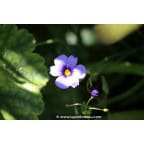 SISYRINCHIUM 'Dragon's Eye' SISYRINCHIUM 'Dragon's Eye'