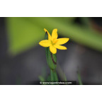 SISYRINCHIUM californicum SISYRINCHIUM californicum