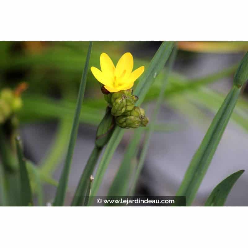 SISYRINCHIUM californicum SISYRINCHIUM californicum