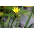 SISYRINCHIUM californicum SISYRINCHIUM californicum