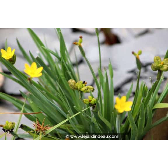 SISYRINCHIUM californicum