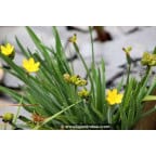 SISYRINCHIUM californicum SISYRINCHIUM californicum