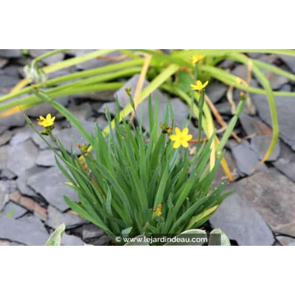 SISYRINCHIUM californicum