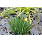 SISYRINCHIUM californicum SISYRINCHIUM californicum