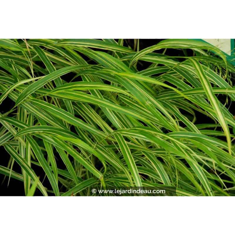 HAKONECHLOA macra 'Albostriata' HAKONECHLOA macra 'Albostriata'