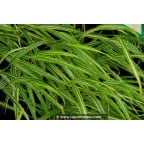 HAKONECHLOA macra 'Albostriata' HAKONECHLOA macra 'Albostriata'