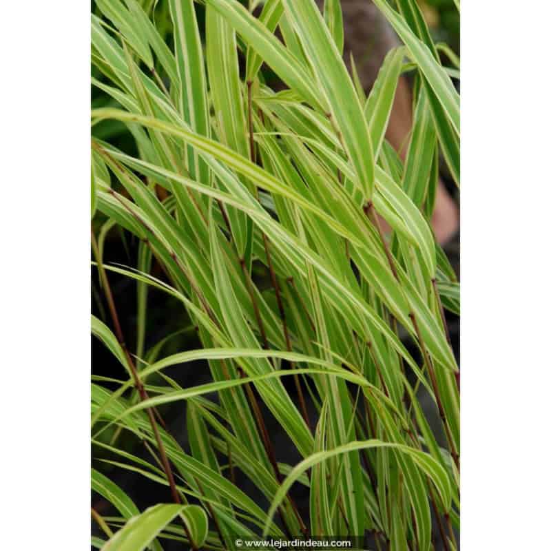 HAKONECHLOA macra 'Albostriata' HAKONECHLOA macra 'Albostriata'