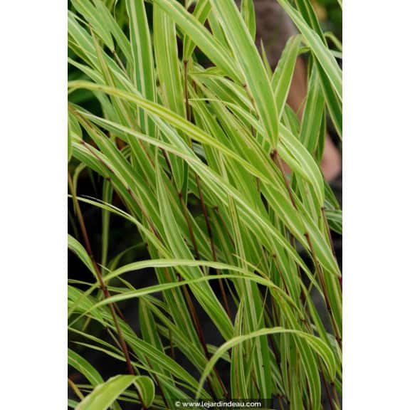 HAKONECHLOA macra 'Albostriata'