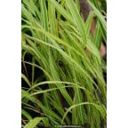 HAKONECHLOA macra 'Albostriata' HAKONECHLOA macra 'Albostriata'
