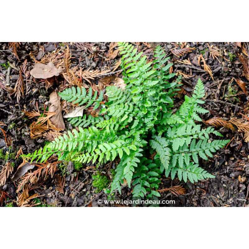 POLYSTICHUM aculeatum POLYSTICHUM aculeatum