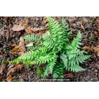 POLYSTICHUM aculeatum POLYSTICHUM aculeatum