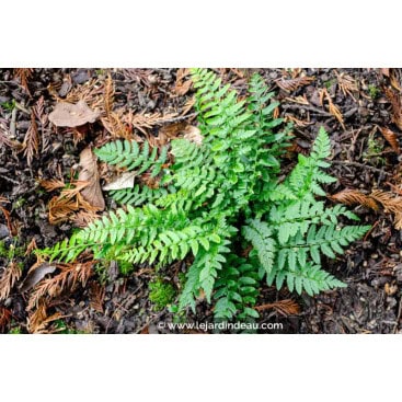 POLYSTICHUM aculeatum - Polystic à aiguillons / Aspidie à soies raides / Hard Shield Fern