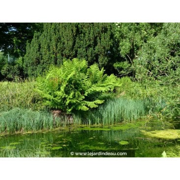 OSMUNDA regalis - Osmonde royale /  Royal Fern
