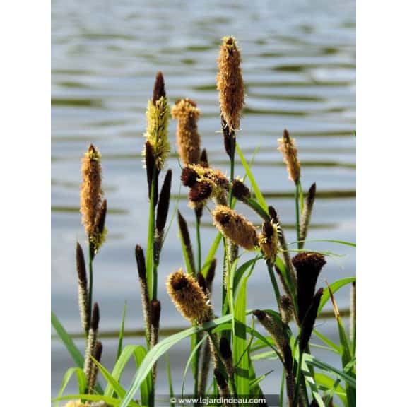 CAREX panicea