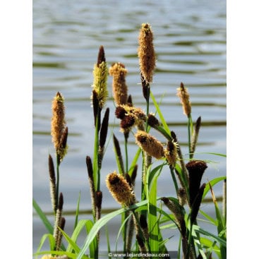 CAREX panicea - Laîche faux-panic