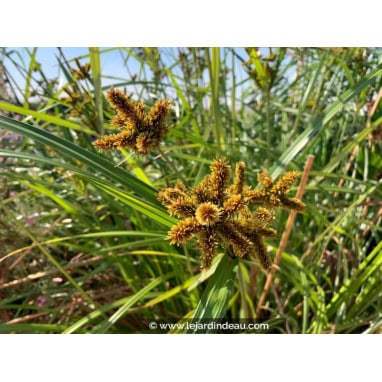 CYPERUS glomeratus - Souchet robuste