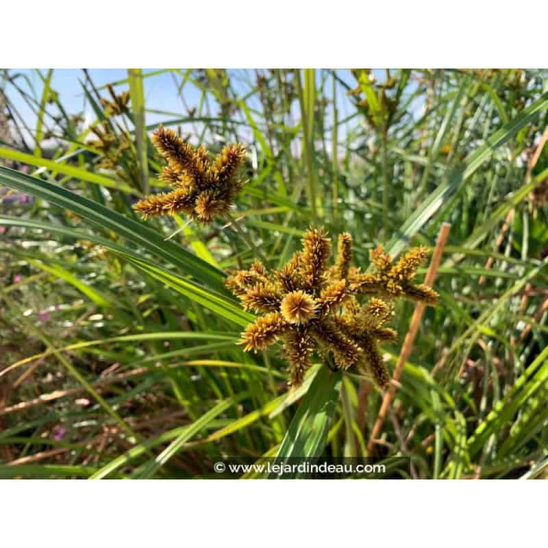 CYPERUS glomeratus CYPERUS glomeratus