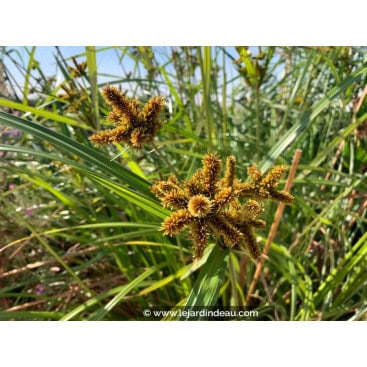 CYPERUS glomeratus - Souchet robuste