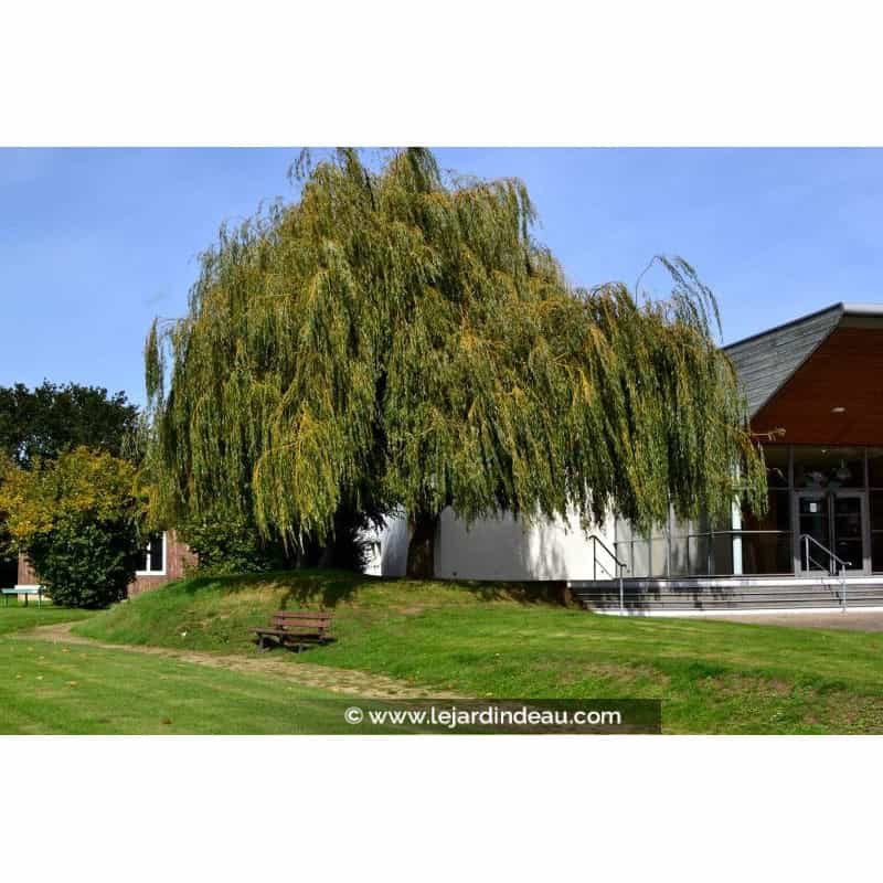 SALIX babylonica 'Aurea' SALIX babylonica 'Aurea'