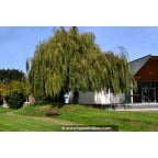 SALIX babylonica 'Aurea' SALIX babylonica 'Aurea'