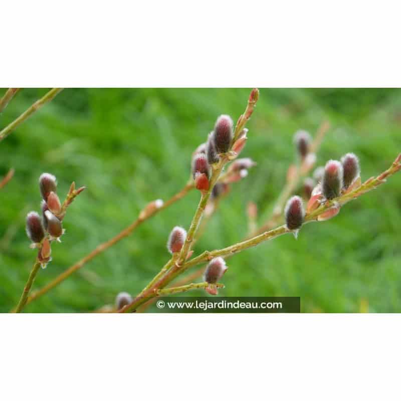SALIX purpurea 'Gracilis' SALIX purpurea 'Gracilis'