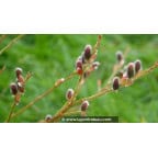 SALIX purpurea 'Gracilis' SALIX purpurea 'Gracilis'