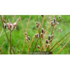 SALIX purpurea 'Gracilis' SALIX purpurea 'Gracilis'