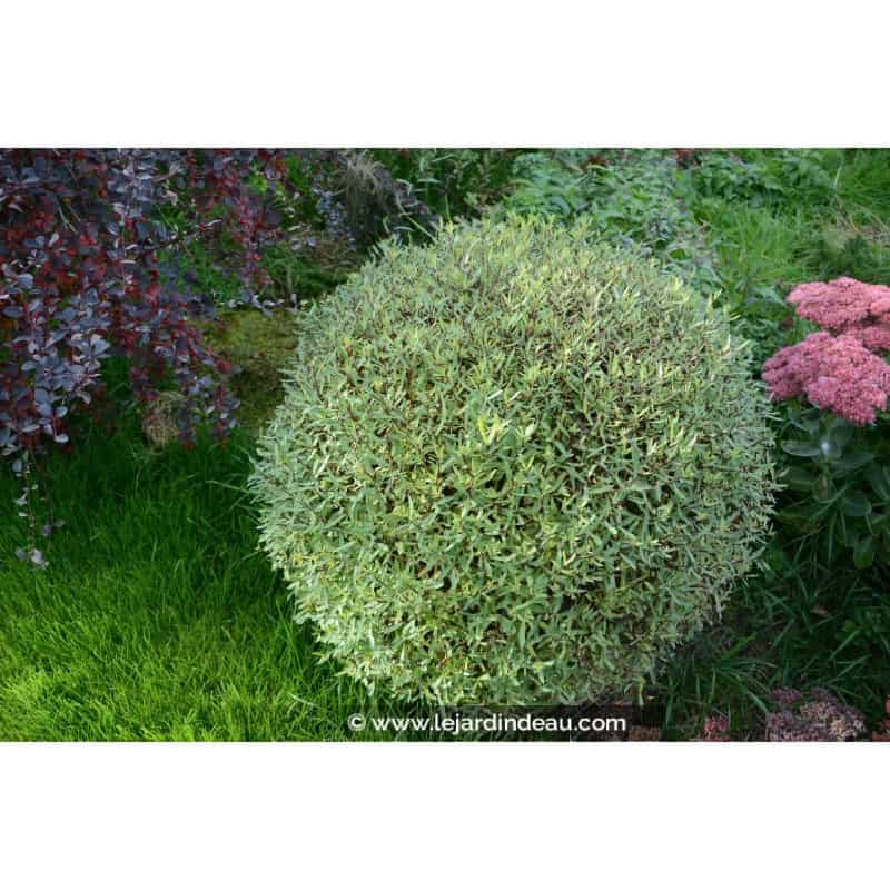 SALIX purpurea 'Gracilis' SALIX purpurea 'Gracilis'