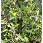 SALIX purpurea 'Gracilis' SALIX purpurea 'Gracilis'