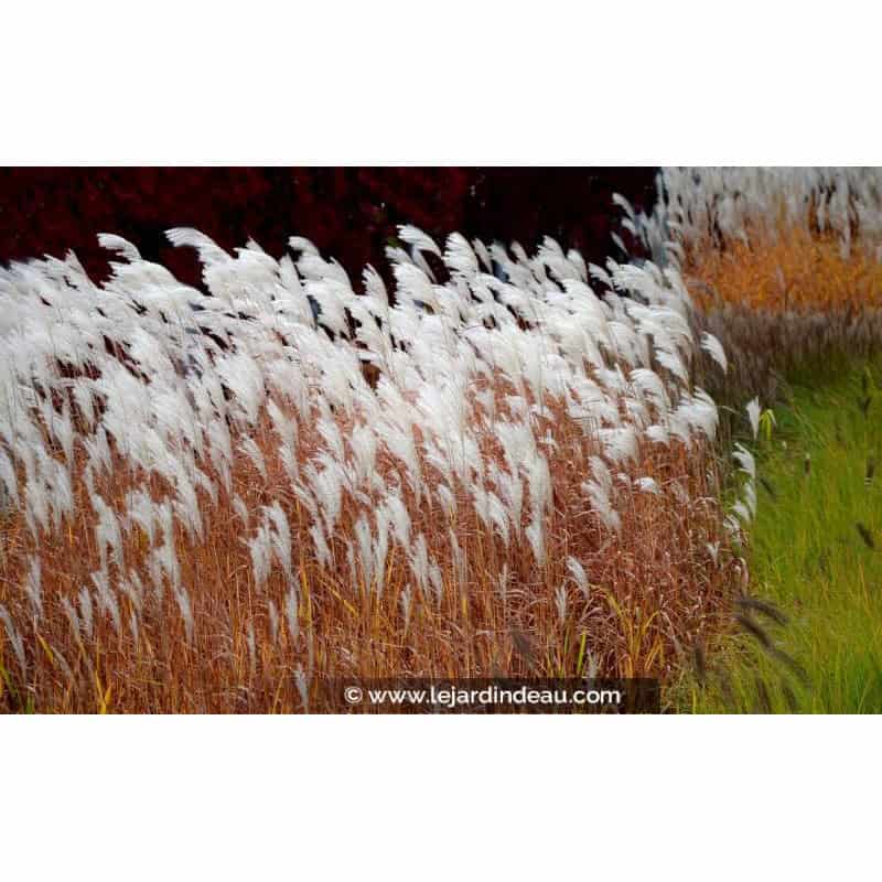 MISCANTHUS sinensis 'Dronning Ingrid' MISCANTHUS sinensis 'Dronning Ingrid'
