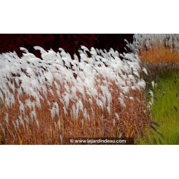 MISCANTHUS sinensis \'Dronning Ingrid\' - Roseau de Chine / Eulalie / Elephant Grass
