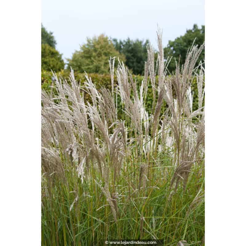 MISCANTHUS sinensis 'Kleine Silberspinne' MISCANTHUS sinensis 'Kleine Silberspinne'