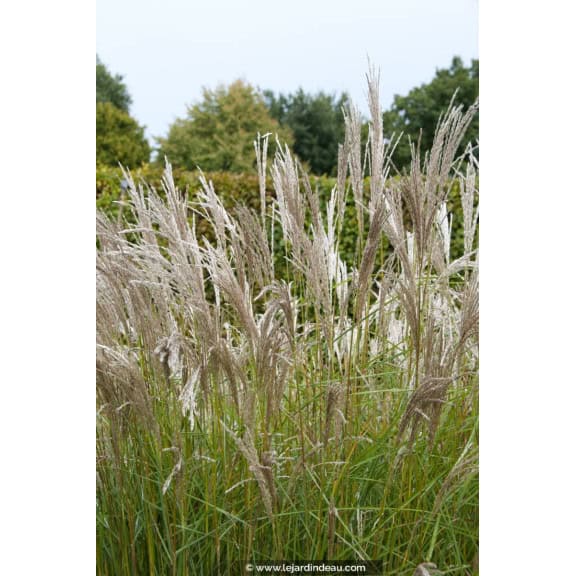 MISCANTHUS sinensis 'Kleine Silberspinne'