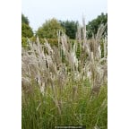 MISCANTHUS sinensis 'Kleine Silberspinne' MISCANTHUS sinensis 'Kleine Silberspinne'