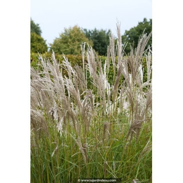 MISCANTHUS sinensis \'Kleine Silberspinne\' - Roseau de Chine / Eulalie / Elephant Grass