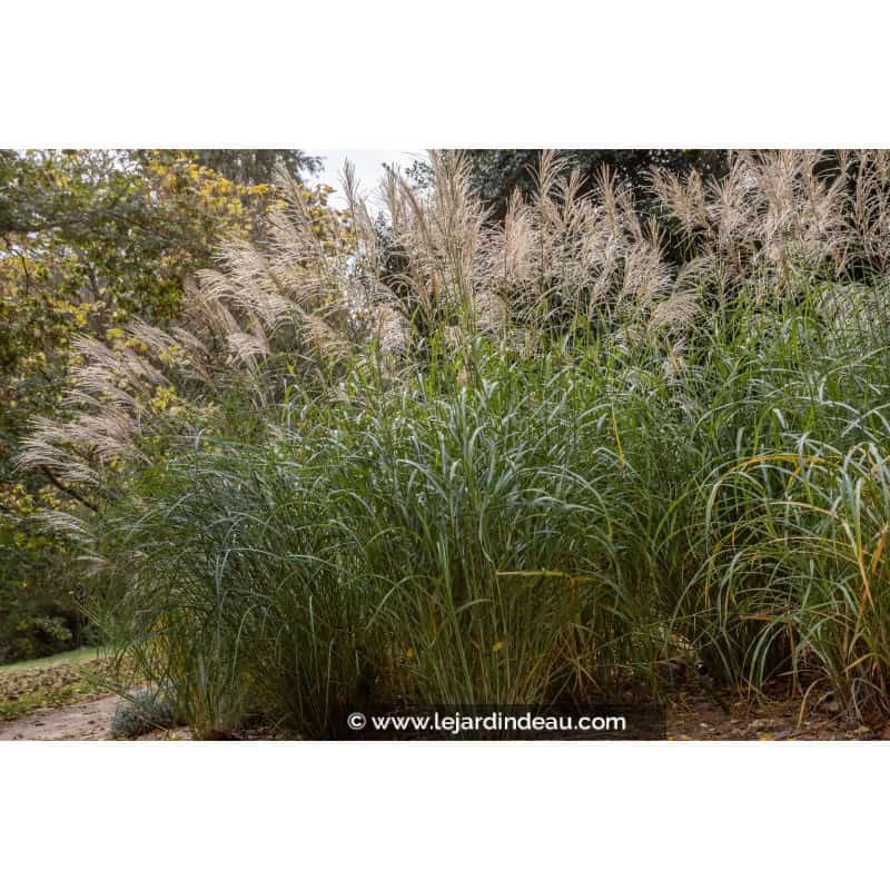 MISCANTHUS sinensis 'Silberfeder' MISCANTHUS sinensis 'Silberfeder'