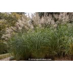 MISCANTHUS sinensis 'Silberfeder' MISCANTHUS sinensis 'Silberfeder'