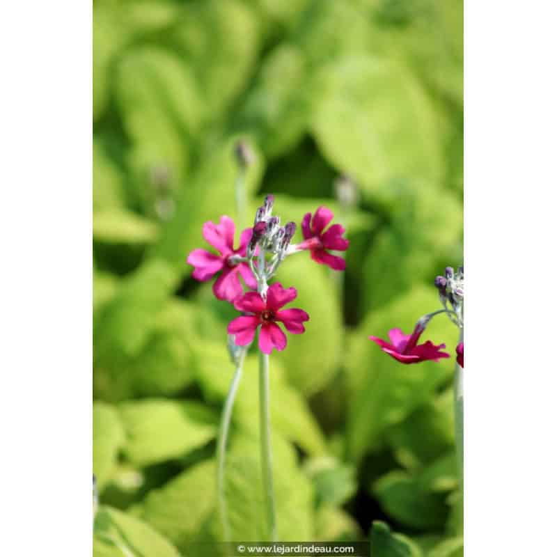 PRIMULA japonica 'Carminea' PRIMULA japonica 'Carminea'