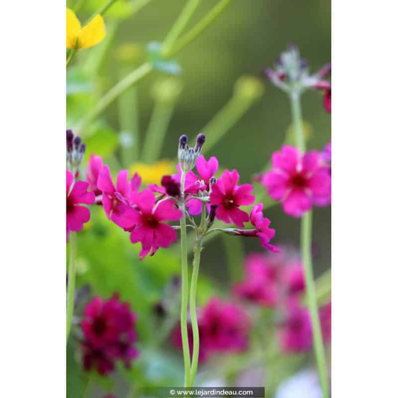PRIMULA japonica 'Carminea' PRIMULA japonica 'Carminea'