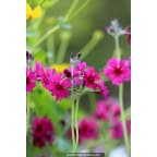 PRIMULA japonica 'Carminea' PRIMULA japonica 'Carminea'
