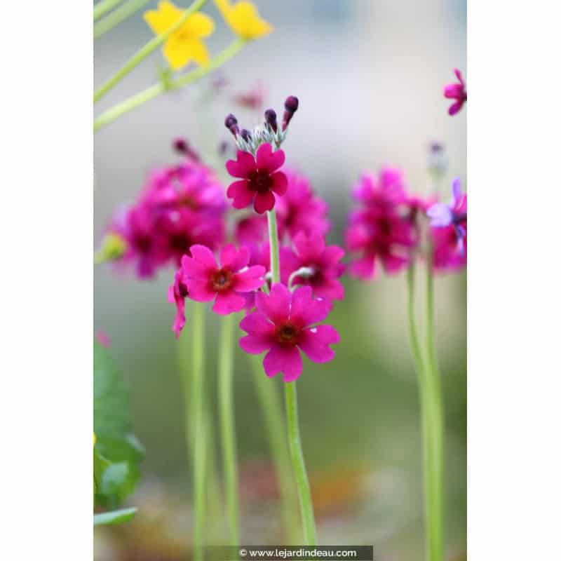 PRIMULA japonica 'Carminea' PRIMULA japonica 'Carminea'