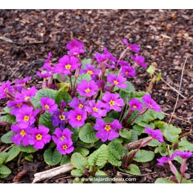PRIMULA juliae \'Wanda\' - Primevère