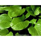 HOSTA ventricosa HOSTA ventricosa